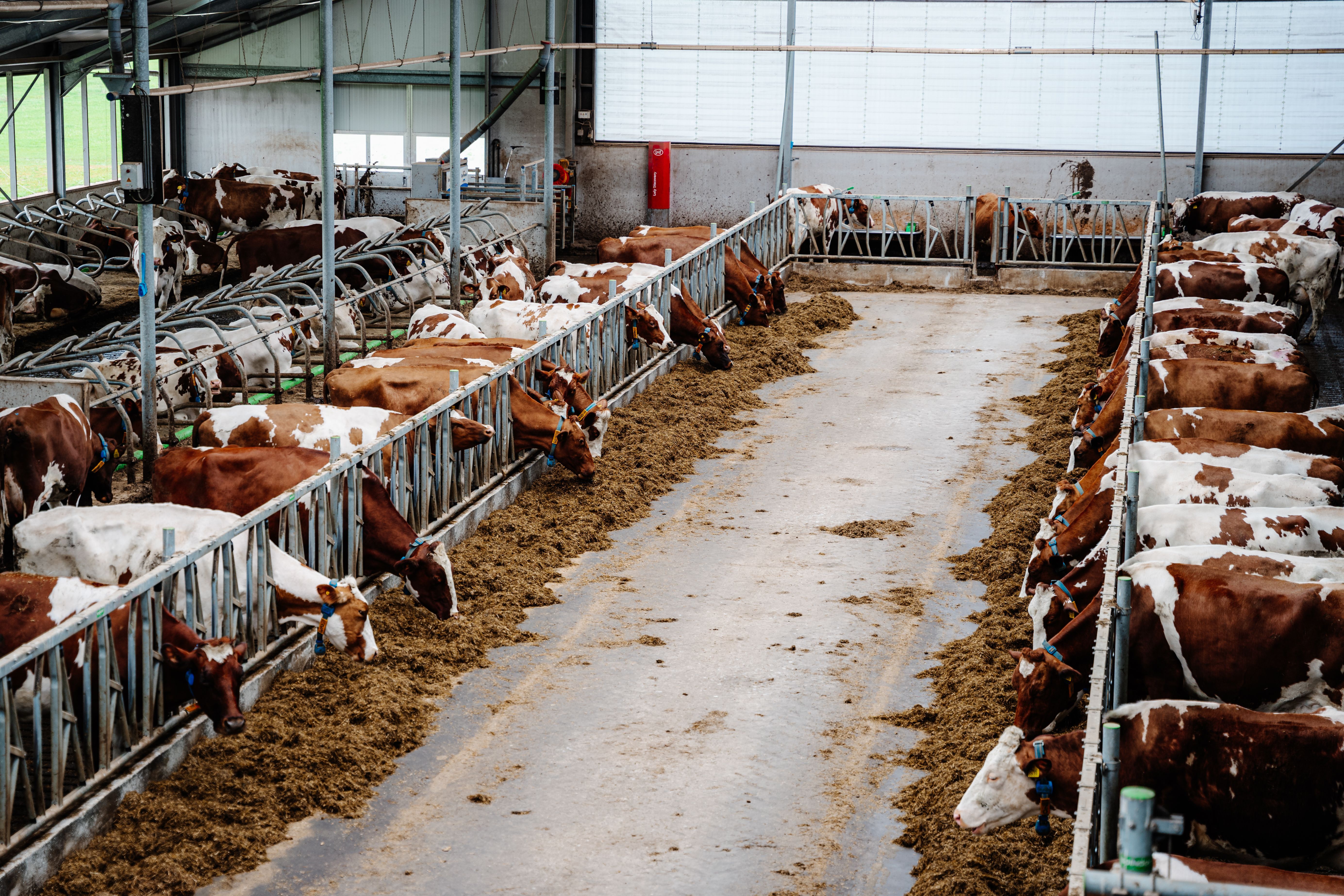 Efficient cow traffic example