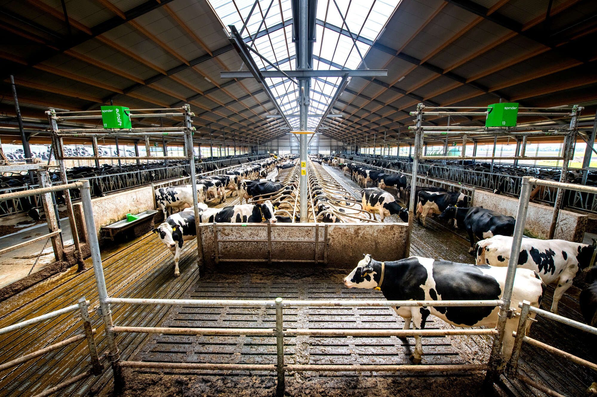 Efficient cow traffic example