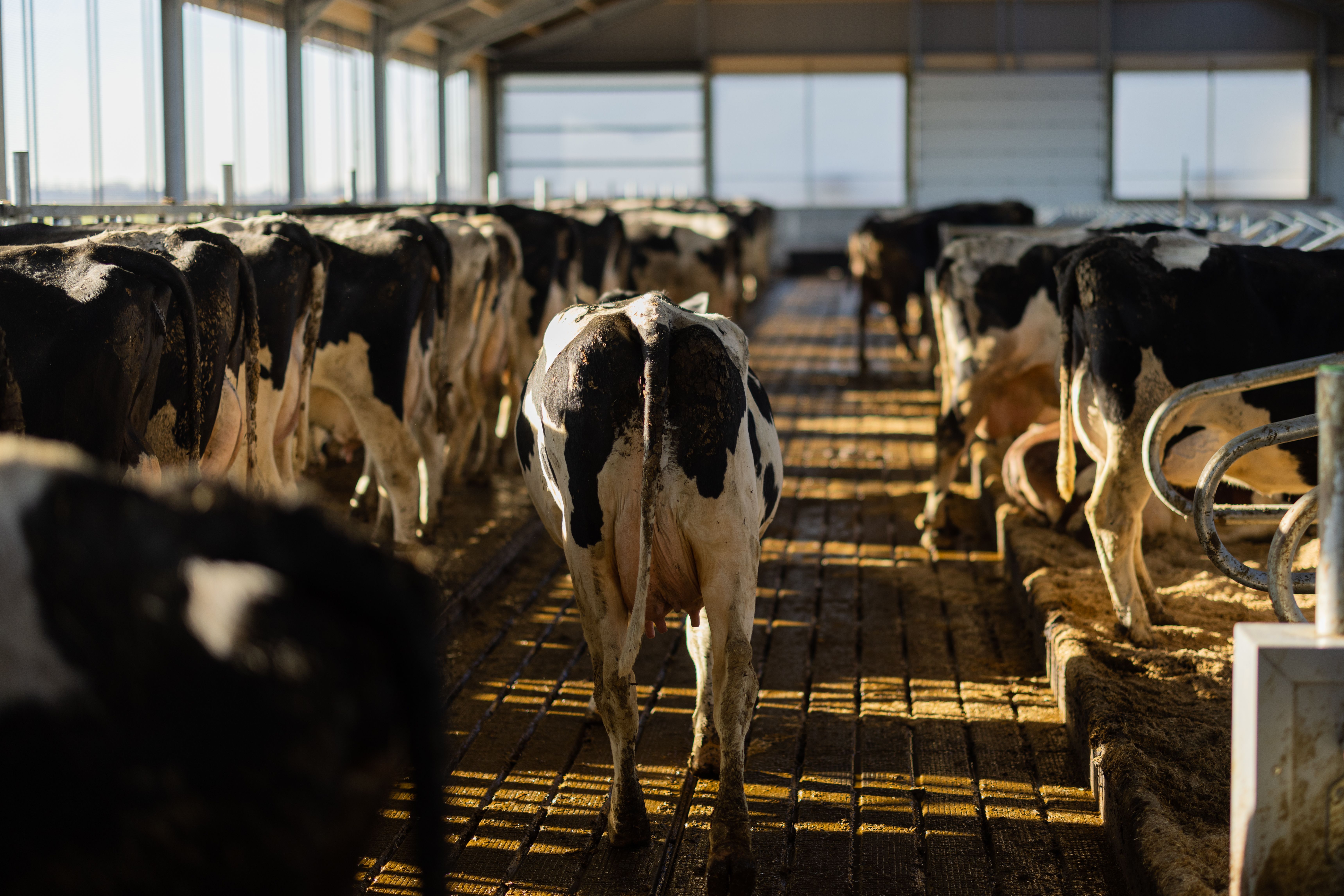 Efficient cow traffic example