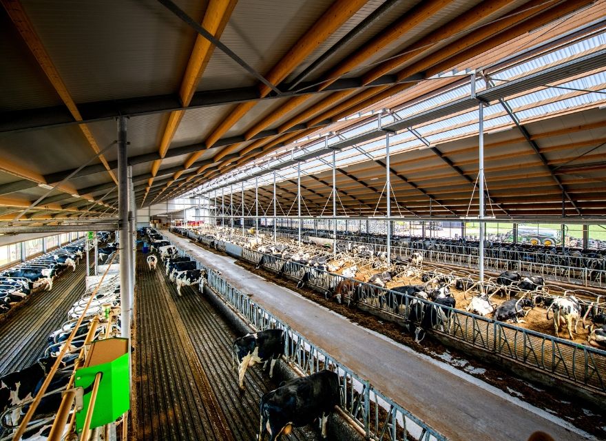 Efficient cow traffic