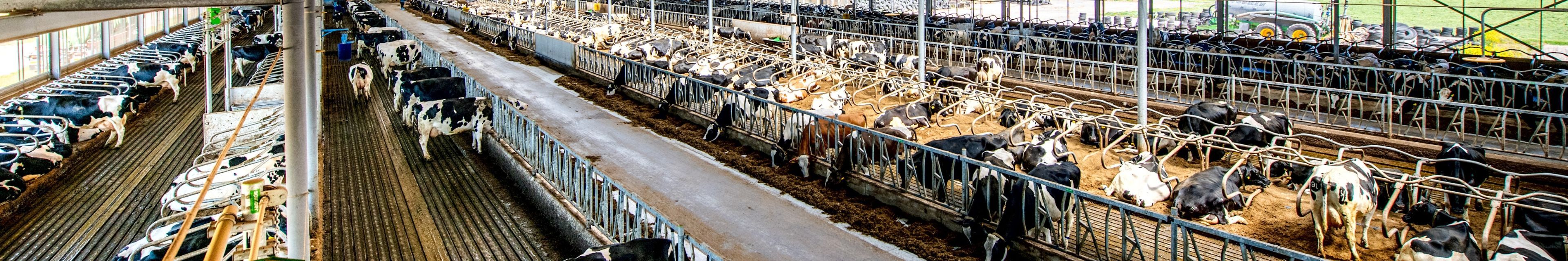 Efficient cow traffic