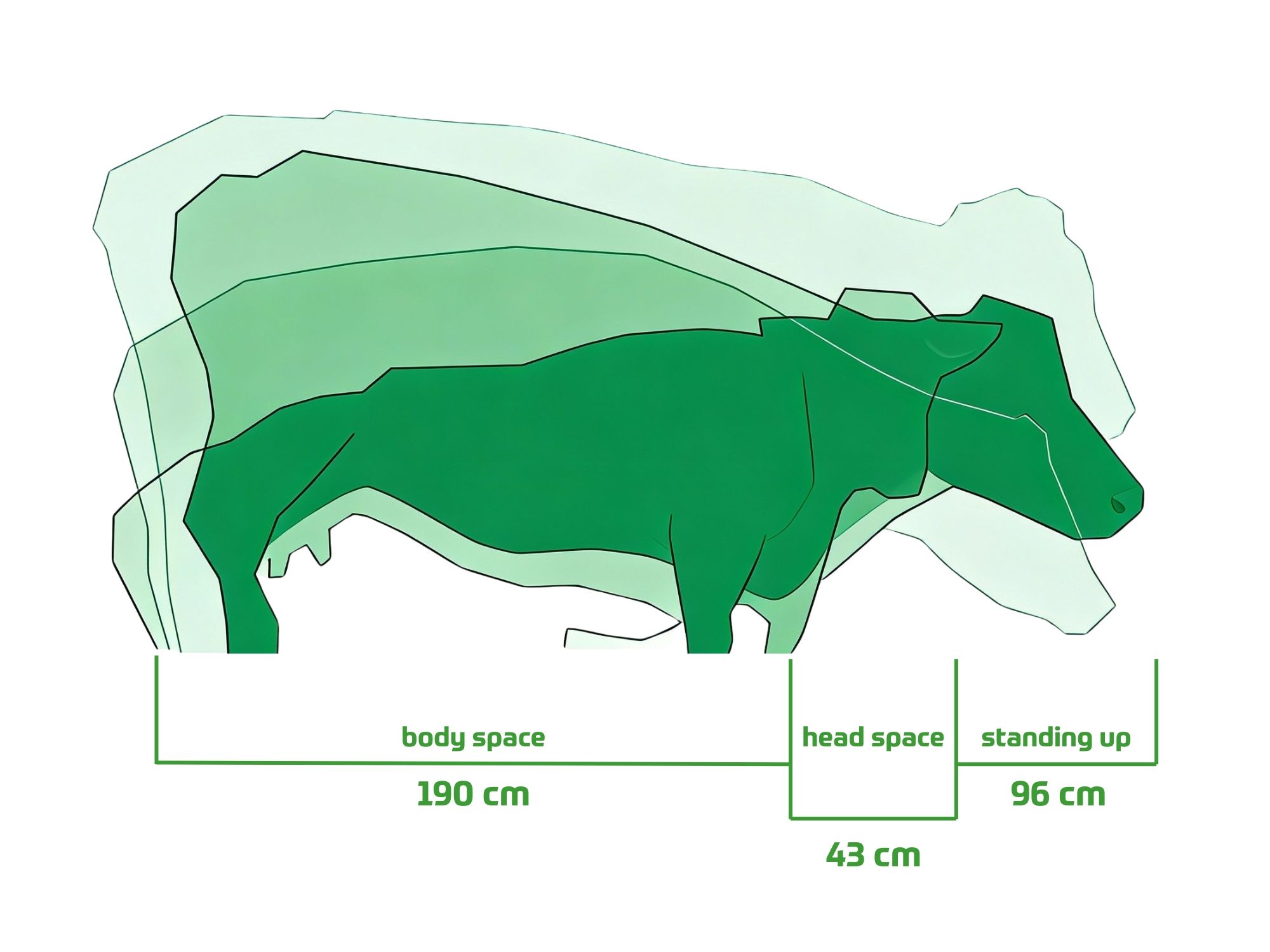 Improving dairy cow health: extend productive lifespan of dairy cattle