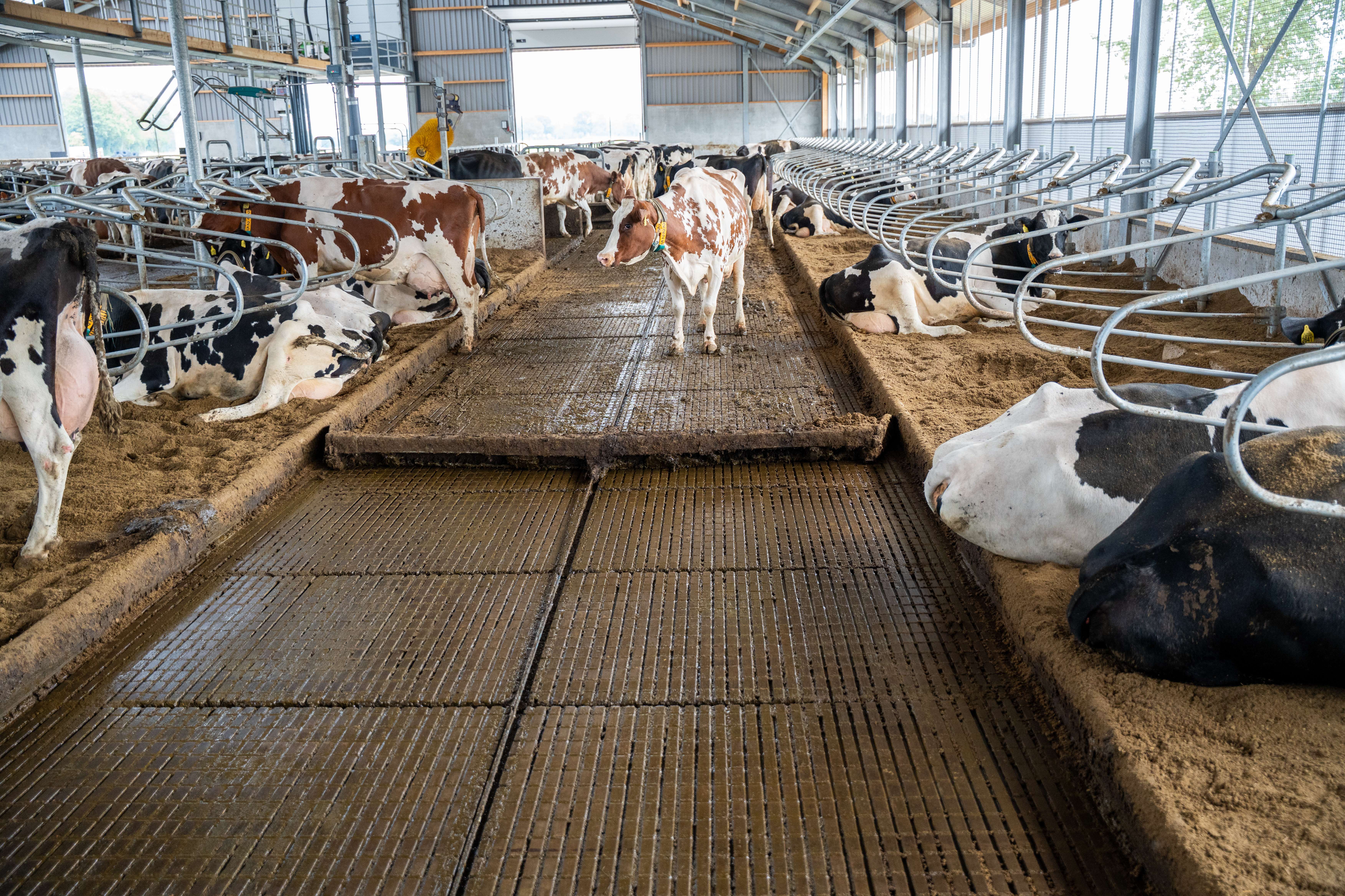 Manure scraper dairy barn