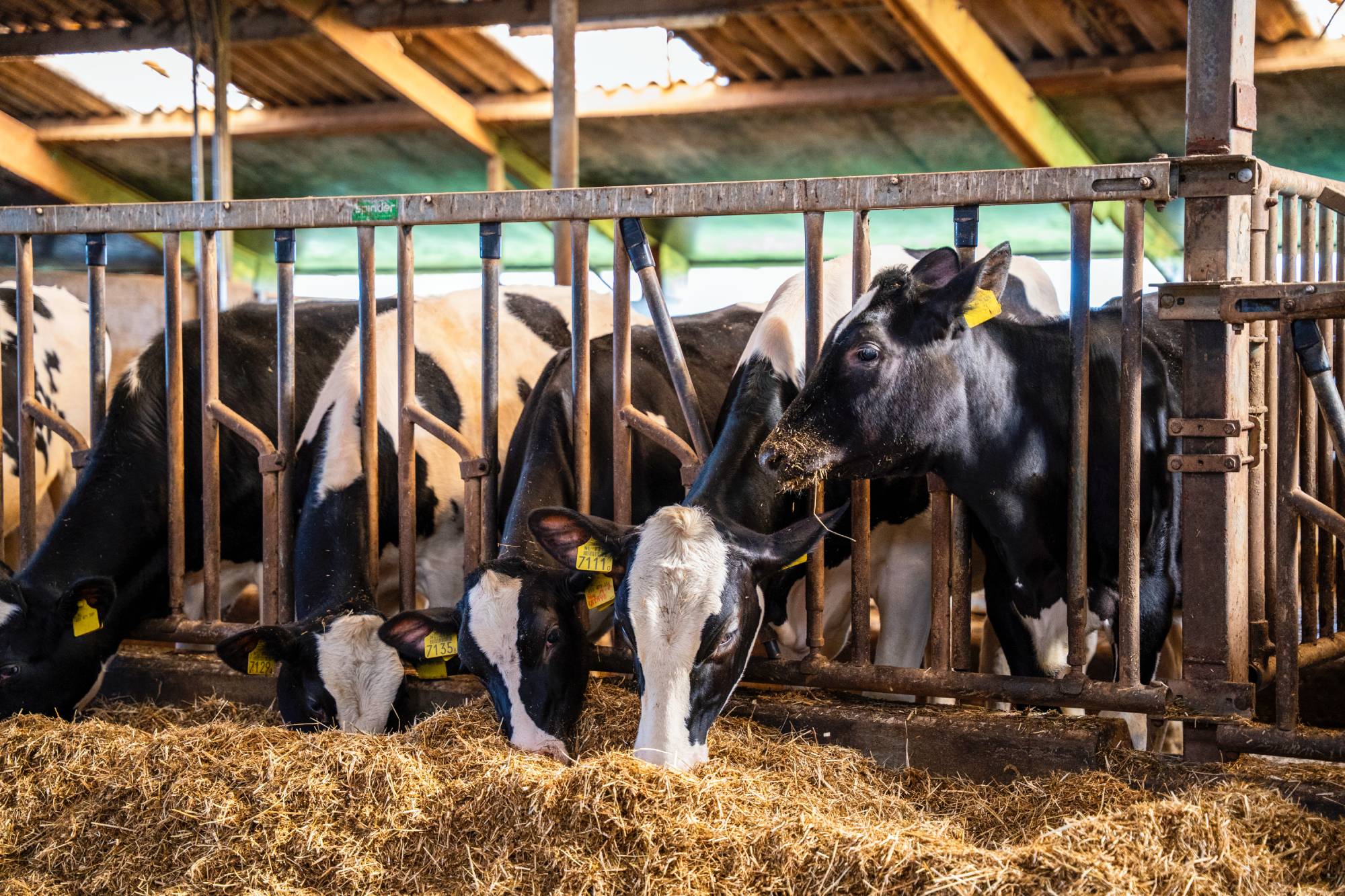 Baseline feed fronts youngstock